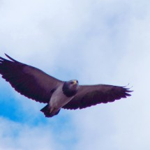 Flying Eagle I